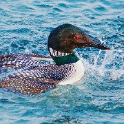 H1P9039 - Version 2  Loon Splashing  (Mat 11X14  Print 6X9)   JAH-13-432